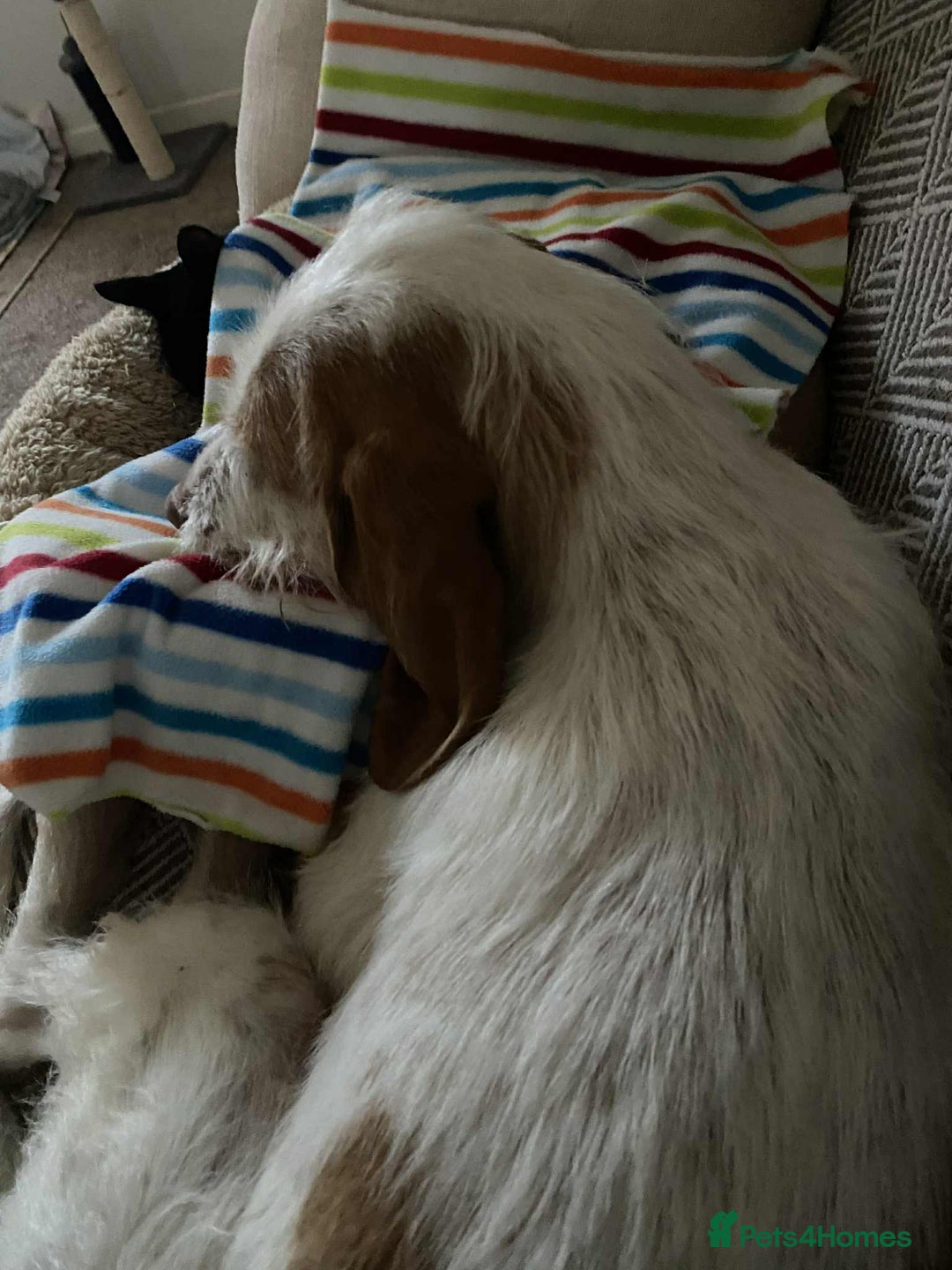 Mixed Breed dogs for adoption: Lovely Polly Griffon X looking for adoption - Advert 10