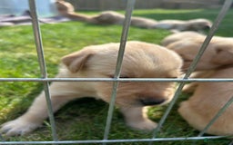 Labrador Retriever dogs for sale: Beautiful Labrador Puppies  - Image 13