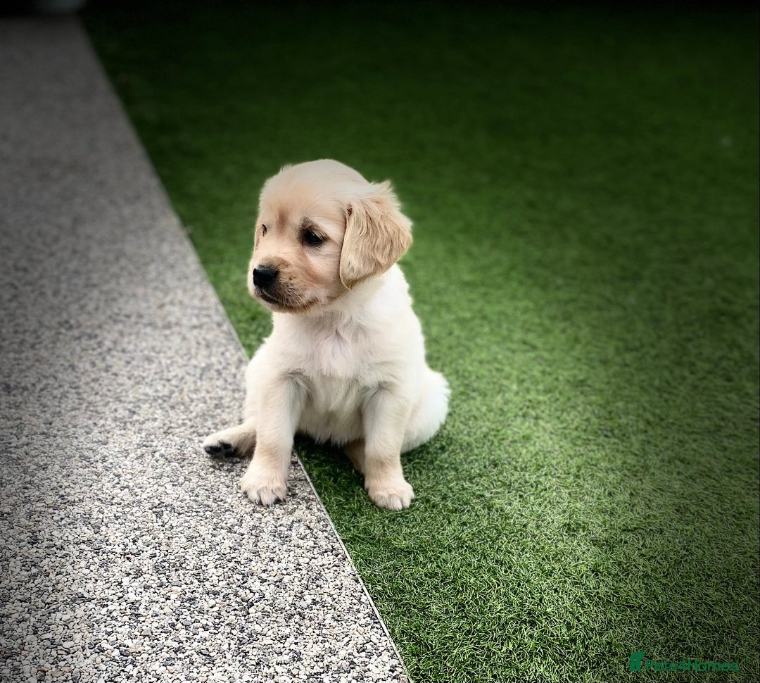 Golden Retriever dogs for sale: Beautiful KC reg Fluffy Golden Retriever Puppies - Image 2