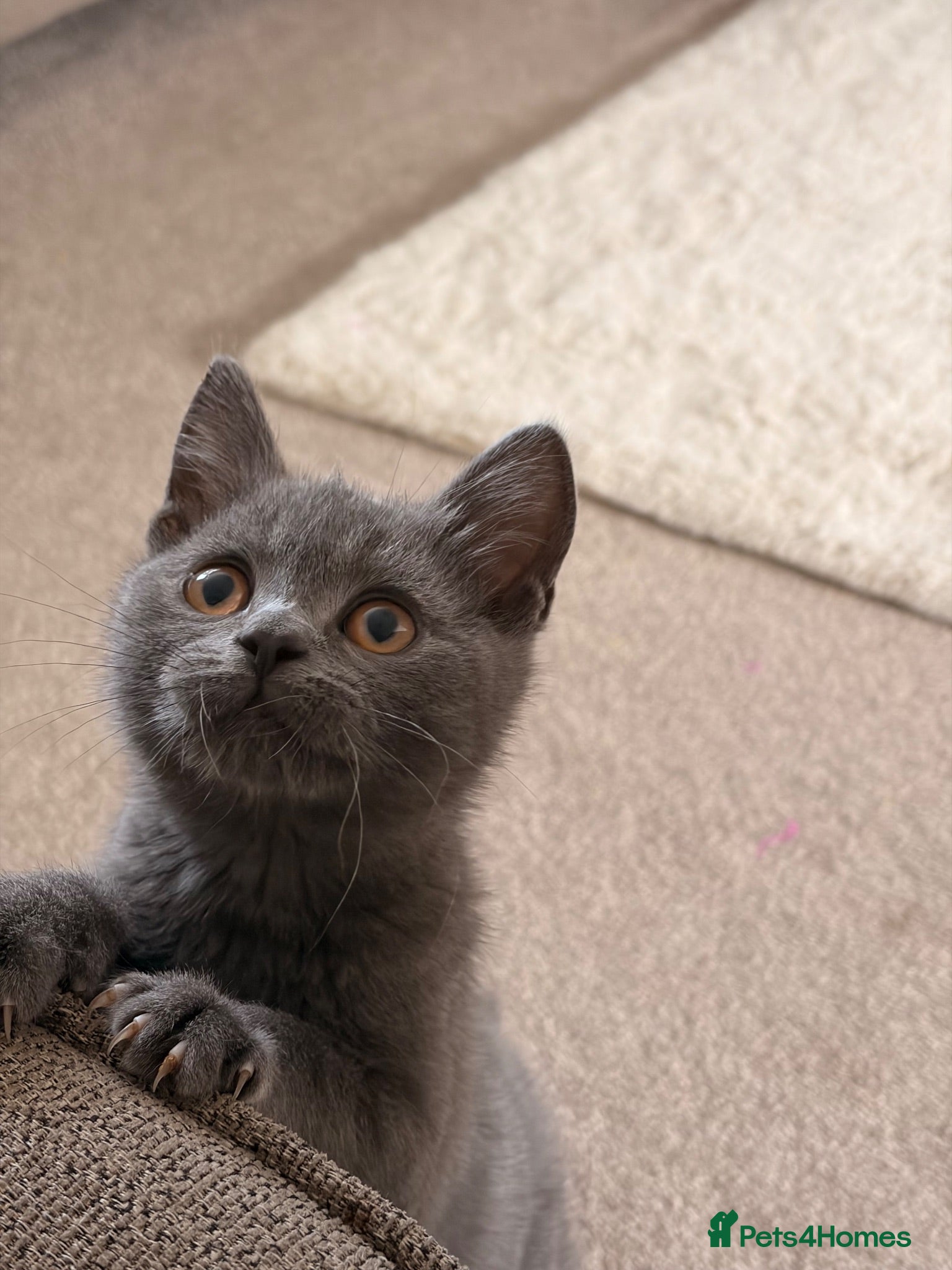 British Shorthair cats 1 blue BSH kittens Ready Now - Advert 1