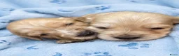 Cockerdor dogs for sale: Cockerdor puppies  in Epsom - Advert 4