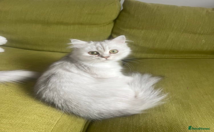 Persian cats in Manchester - Advert 16