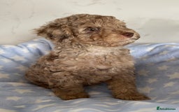 Cockapoo dogs for sale: Unique & stunning full DNA tested Cockapoo puppies - Image 5