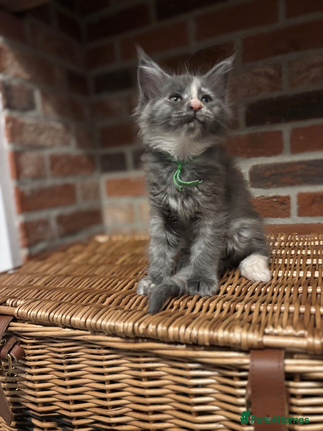 Maine Coon cats for sale: TICA Maine Coon Kittens - Advert 11
