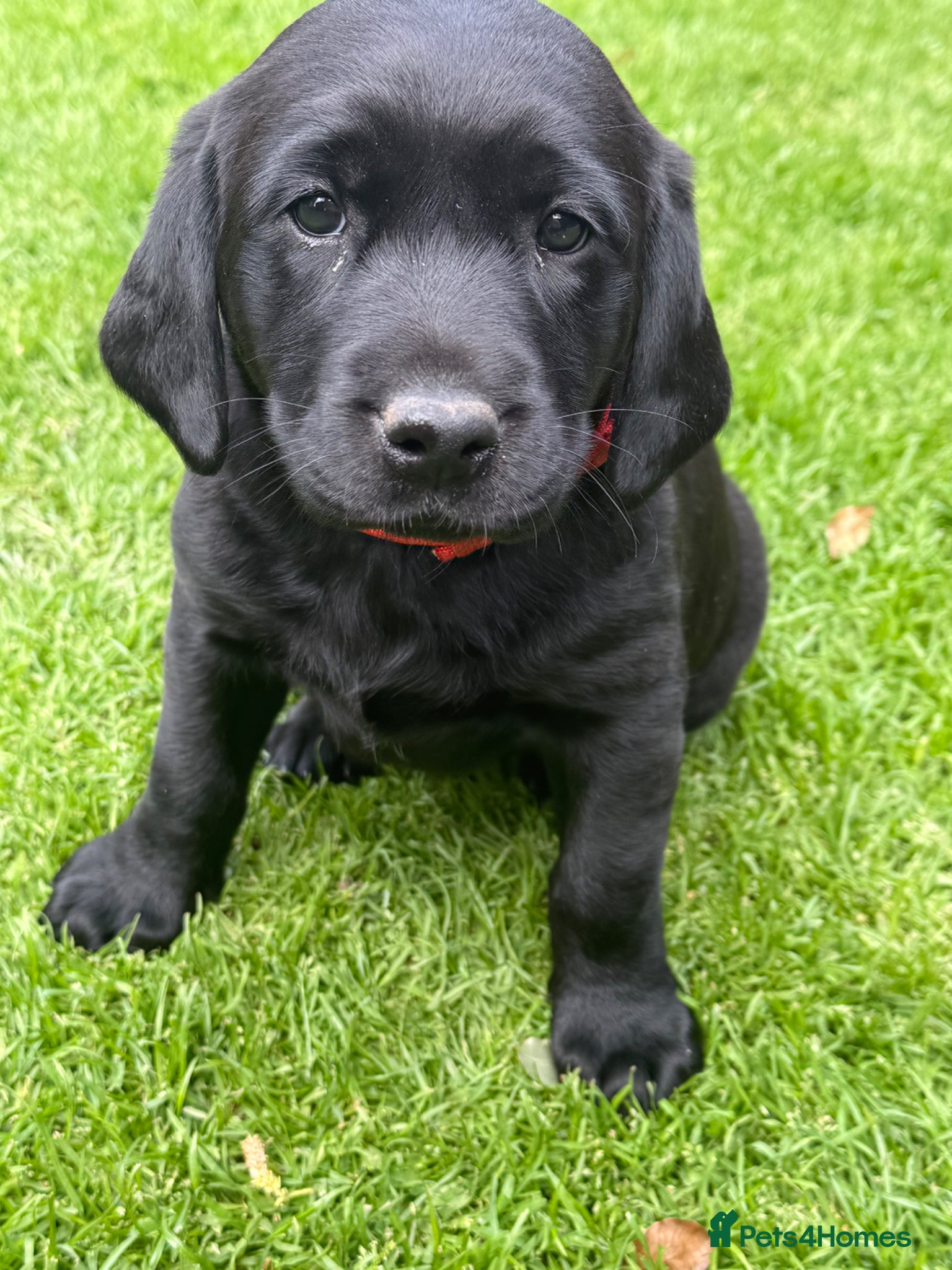 Labrador Retriever dogs for sale: KC Registered Black Labrador bitch  - Advert 4