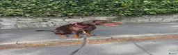 Dobermann dogs for stud: Champion bloodline Doberman for stud  - Advert 18