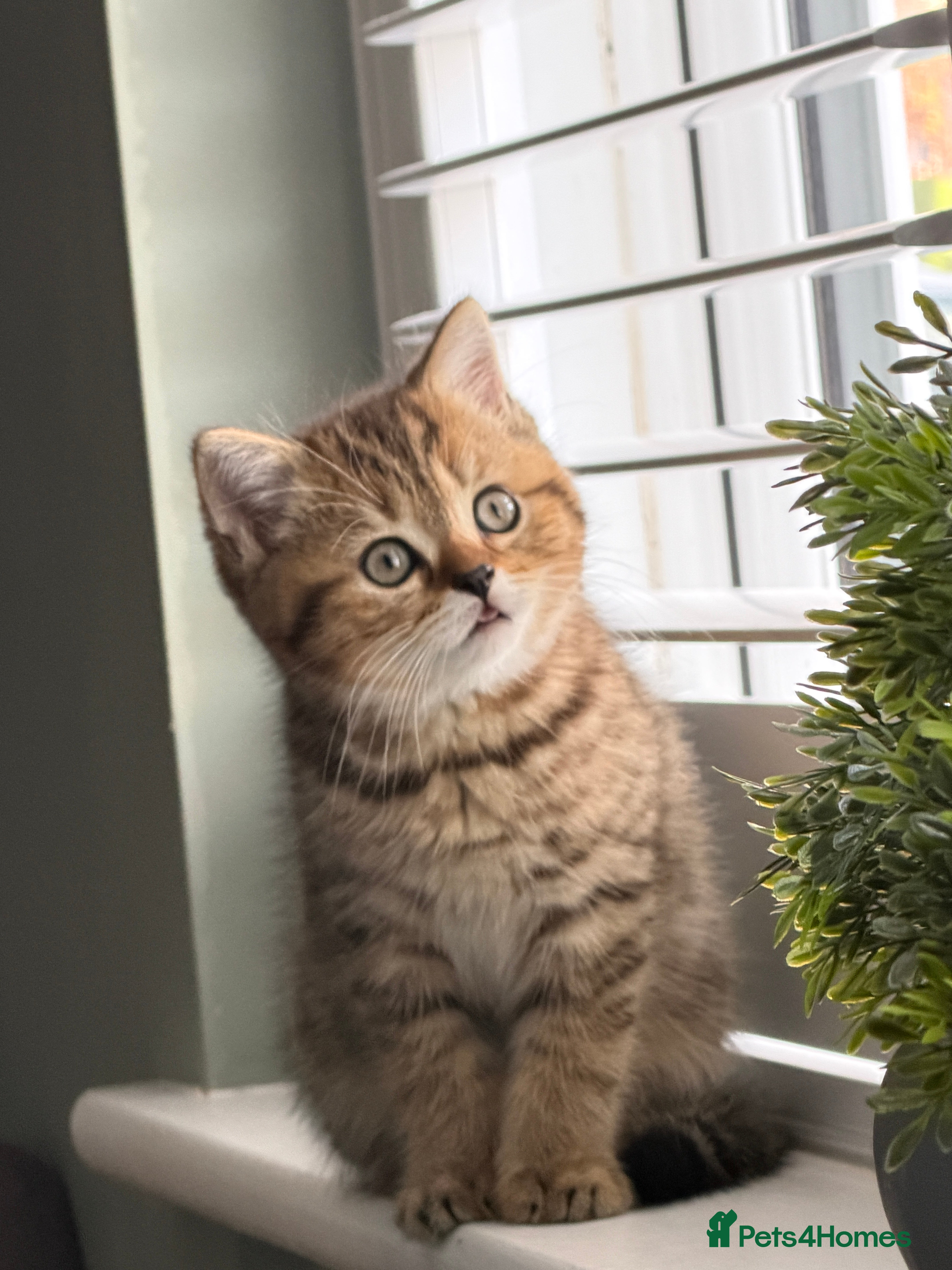 British Shorthair cats 3 x British Shorthair Kittens - Gold/White/Grey - Advert 2