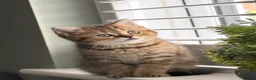 British Shorthair cats for sale: 3 x British Shorthair Kittens - Gold/White/Grey - Advert 5