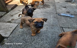 Belgian Shepherd Dog dogs for sale: Malinois x dutch herder  - Image 5