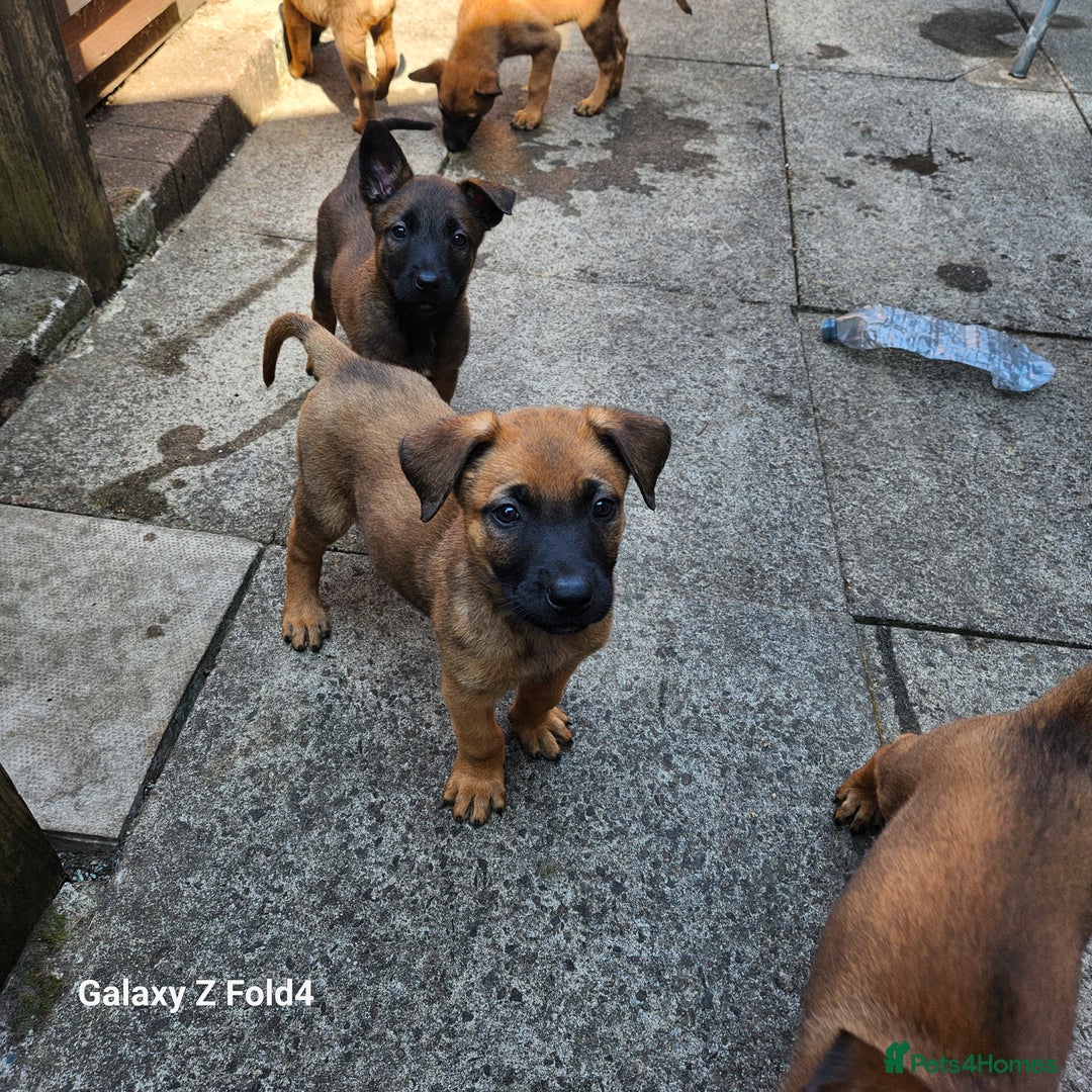 Belgian Shepherd Dog dogs for sale: Malinois x dutch herder  - Image 5