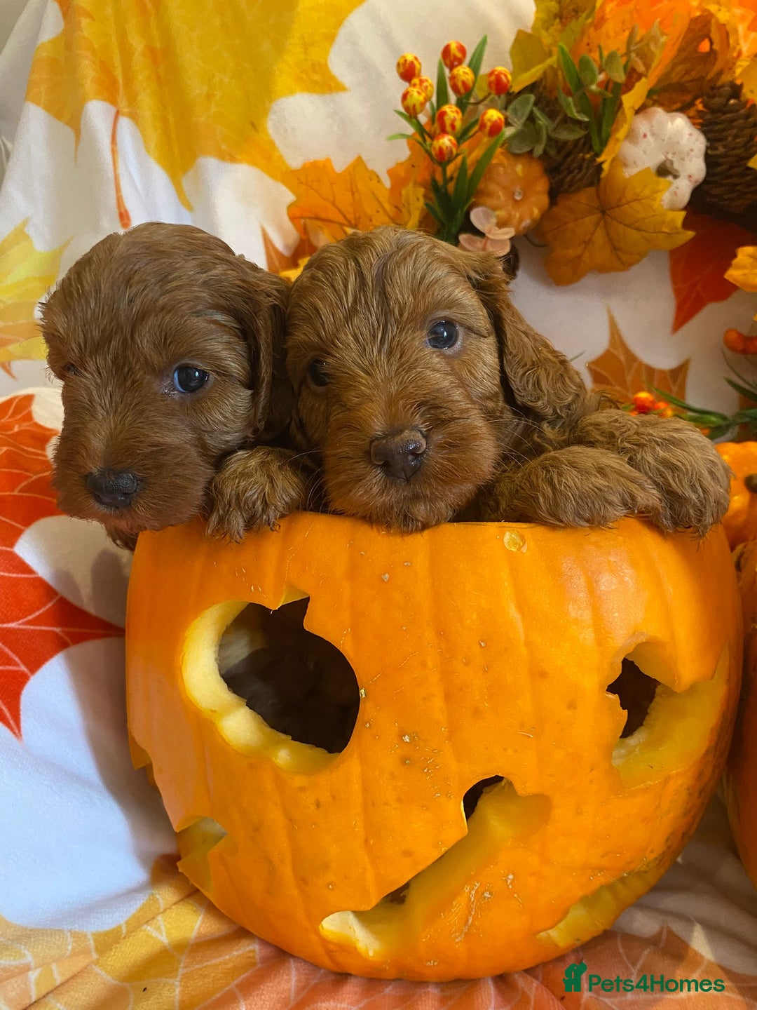 Cockapoo dogs for sale: Golden and Apricot Red F1b Cockerpoos for sale! - Image 7