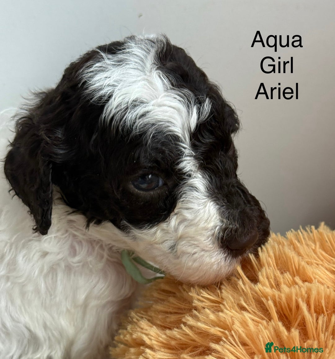 Labradoodle dogs for sale: Therapy breeder 5th gen miniature F1bbbb - Image 26