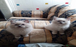 Ragdoll cats for sale: Original purebred Ragdoll kittens.Girl and boy. - Image 12