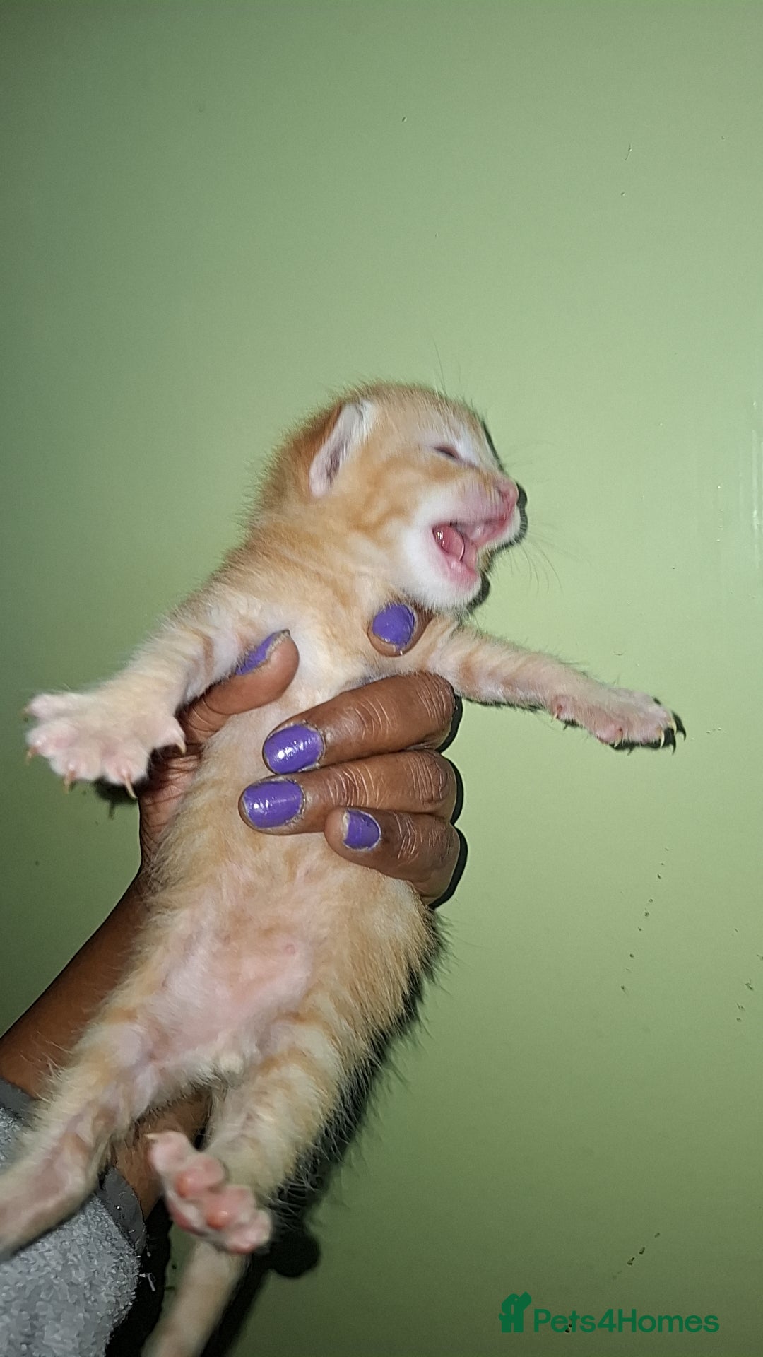 Ragdoll cats for sale: Ragdol 7 kittens available  - Image 5