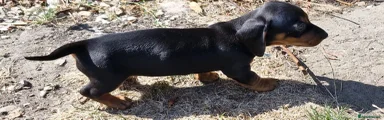 Dachshund 4