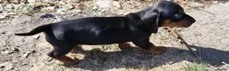 Dachshund dogs for sale: Beautiful Dachshund Puppies  - Advert 2