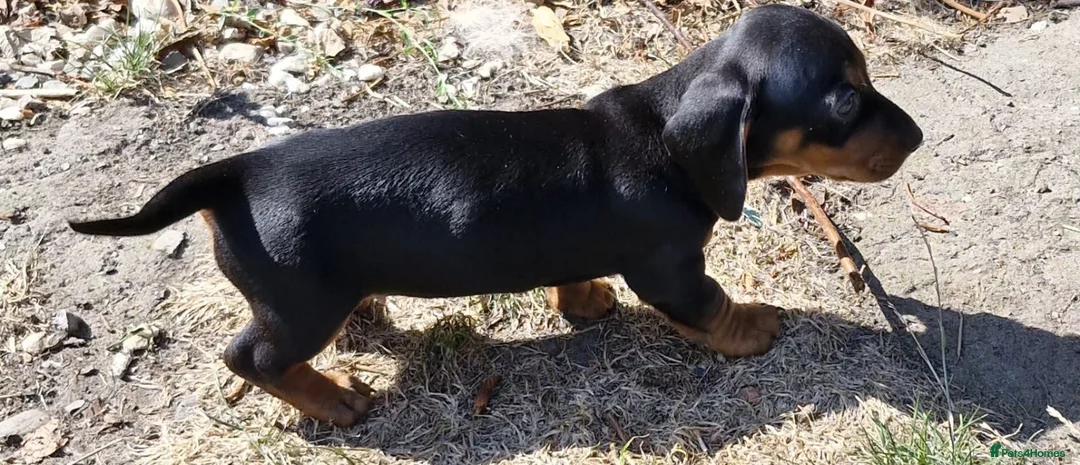 Dachshund dogs for sale: Beautiful Dachshund Puppies  - Advert 2