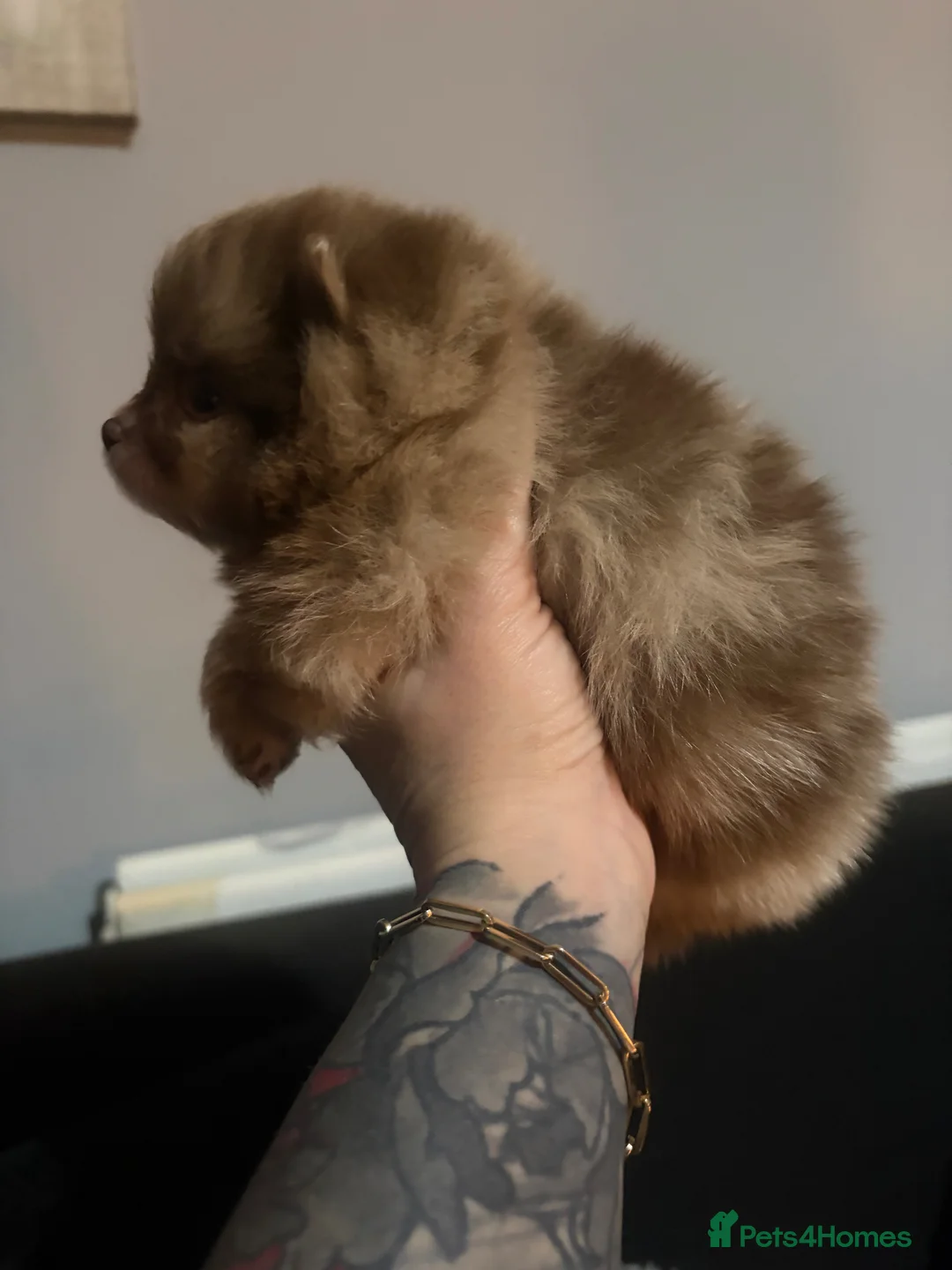Pomeranian dogs for sale: Amazing Poms teddy bear🐻 1 left  - Advert 25