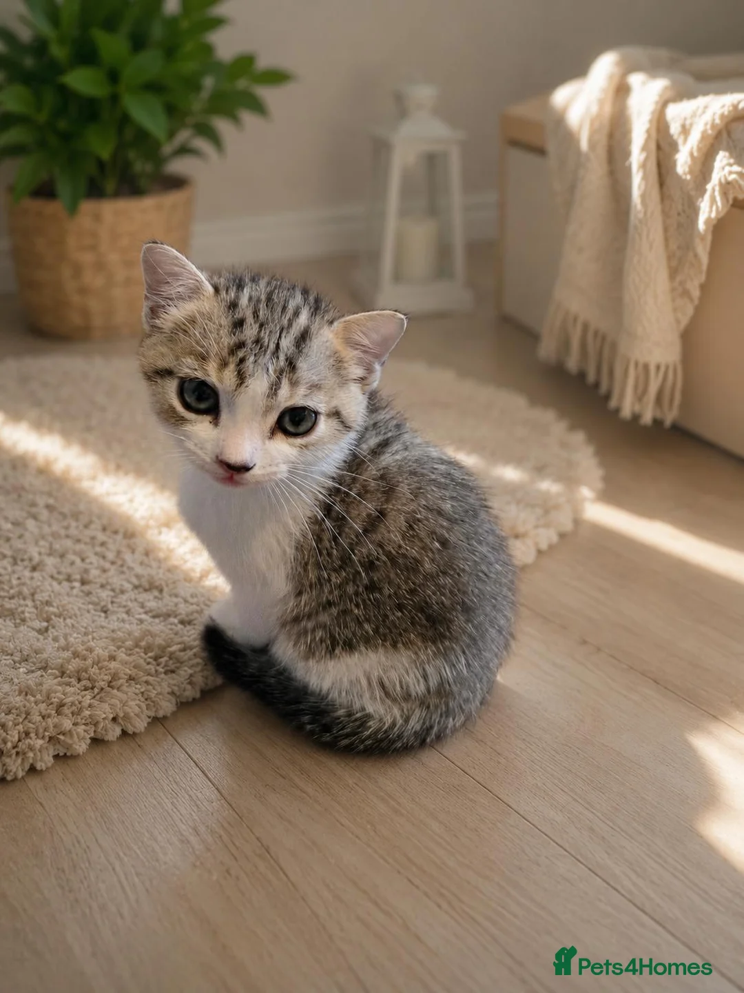 Mixed Breed cats for sale: Two Very Special Kittens Looking  Forever Homes - Advert 2