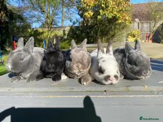 Rex rabbits Beautiful Mini Rex Babies- Vienna carriers - Advert 1