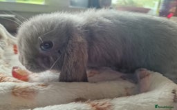 Mini Lop rabbits for sale: 4 Mini lop rabbits available  - Image 8