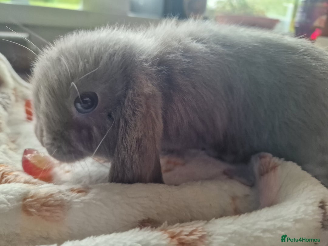 Mini Lop rabbits for sale: 4 Mini lop rabbits available  - Image 8