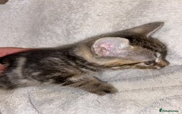 Bombay cats for sale: beautiful kittens looking for a happy safe home's  - Image 9