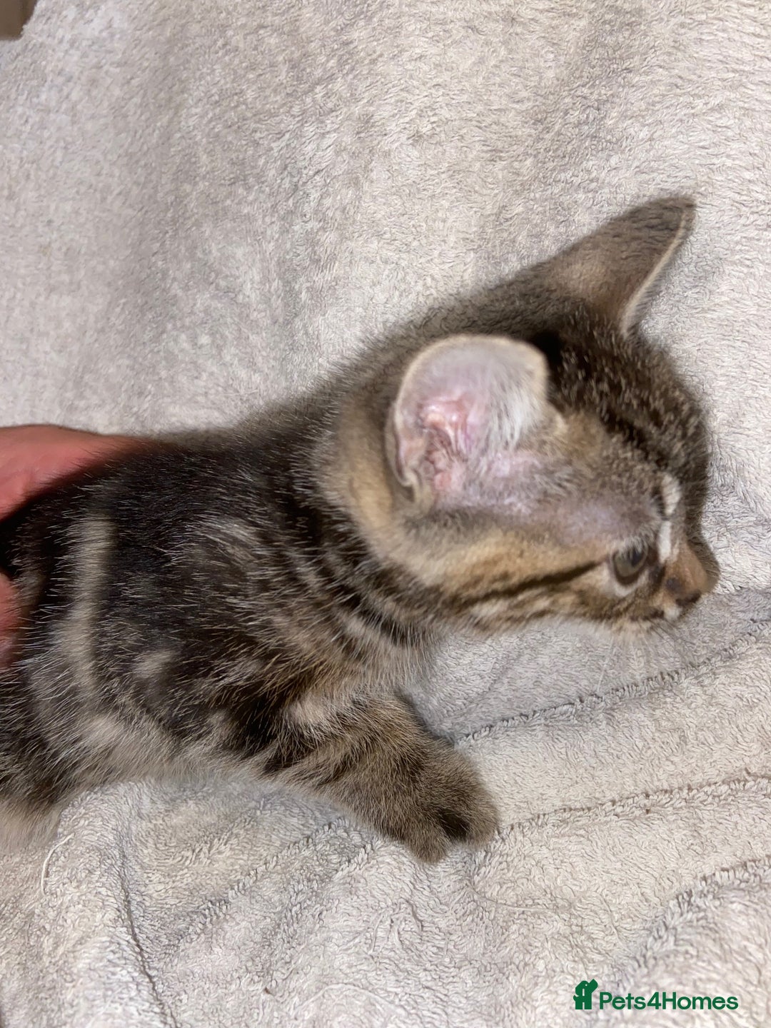Bombay cats for sale: beautiful kittens looking for a happy safe home's  - Image 9