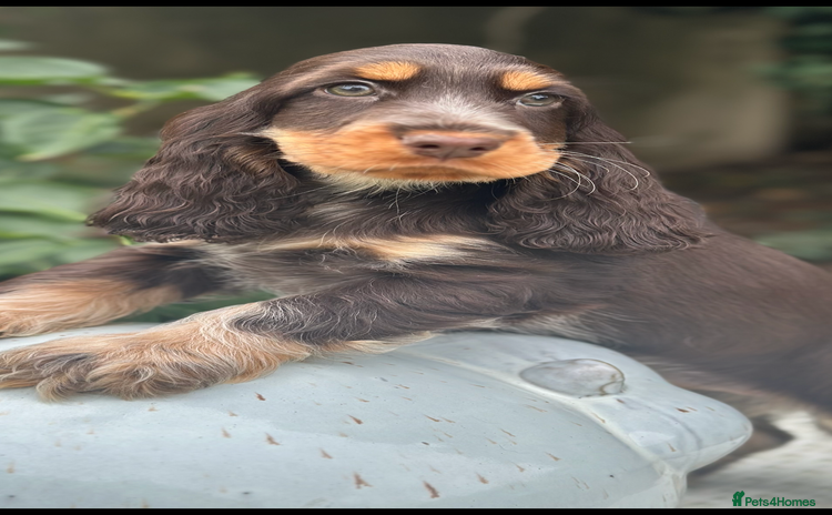 Cocker Spaniel dogs - Advert 11