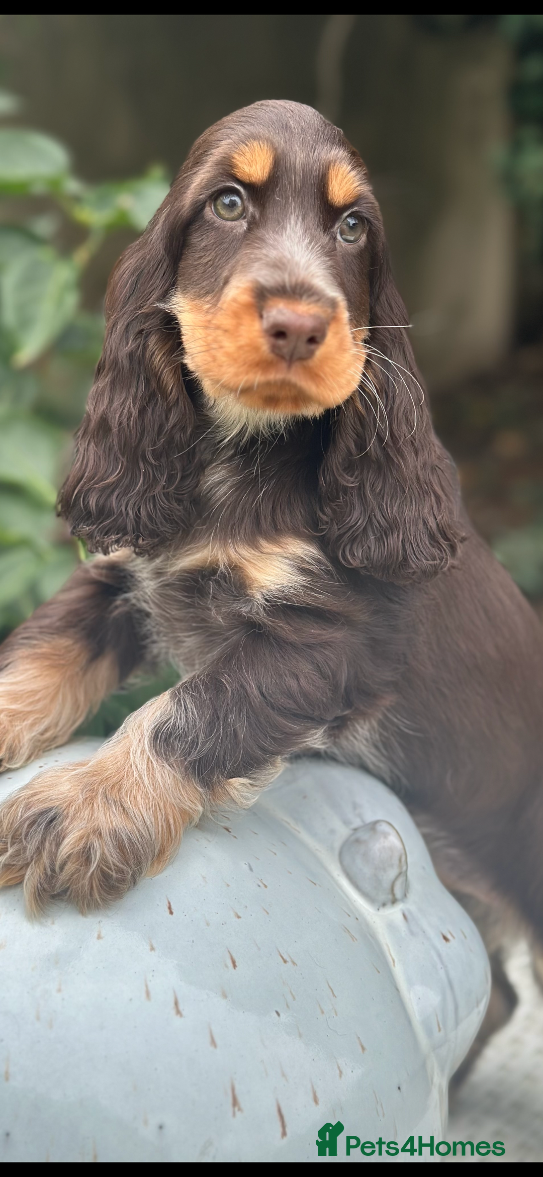 Cocker Spaniel dogs for sale: Beautiful show cockers  - Image 2