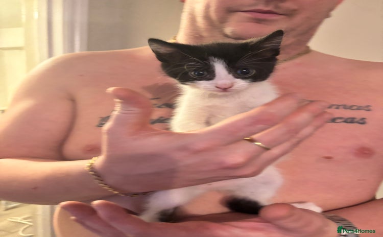 British Shorthair cats 3 black and white kittens  - Advert 1