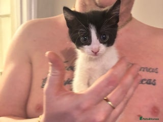 British Shorthair cats 3 black and white kittens - Advert 1