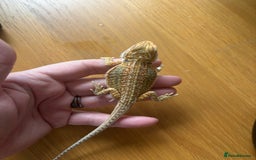 Bearded Dragon reptiles for sale: Baby bearded dragons  - Image 4