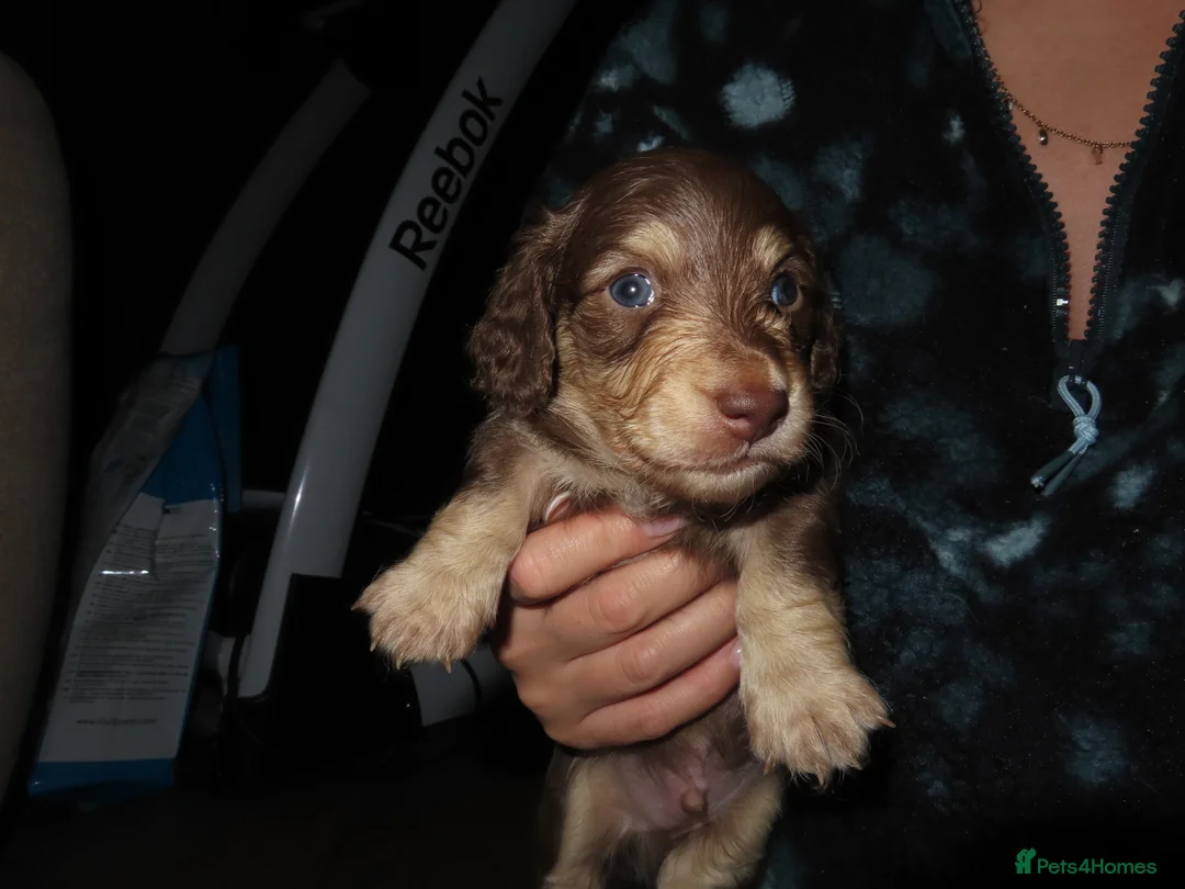 Miniature Dachshund dogs for sale: Long-Haired KC Miniature Dachshund Puppies  - Advert 5