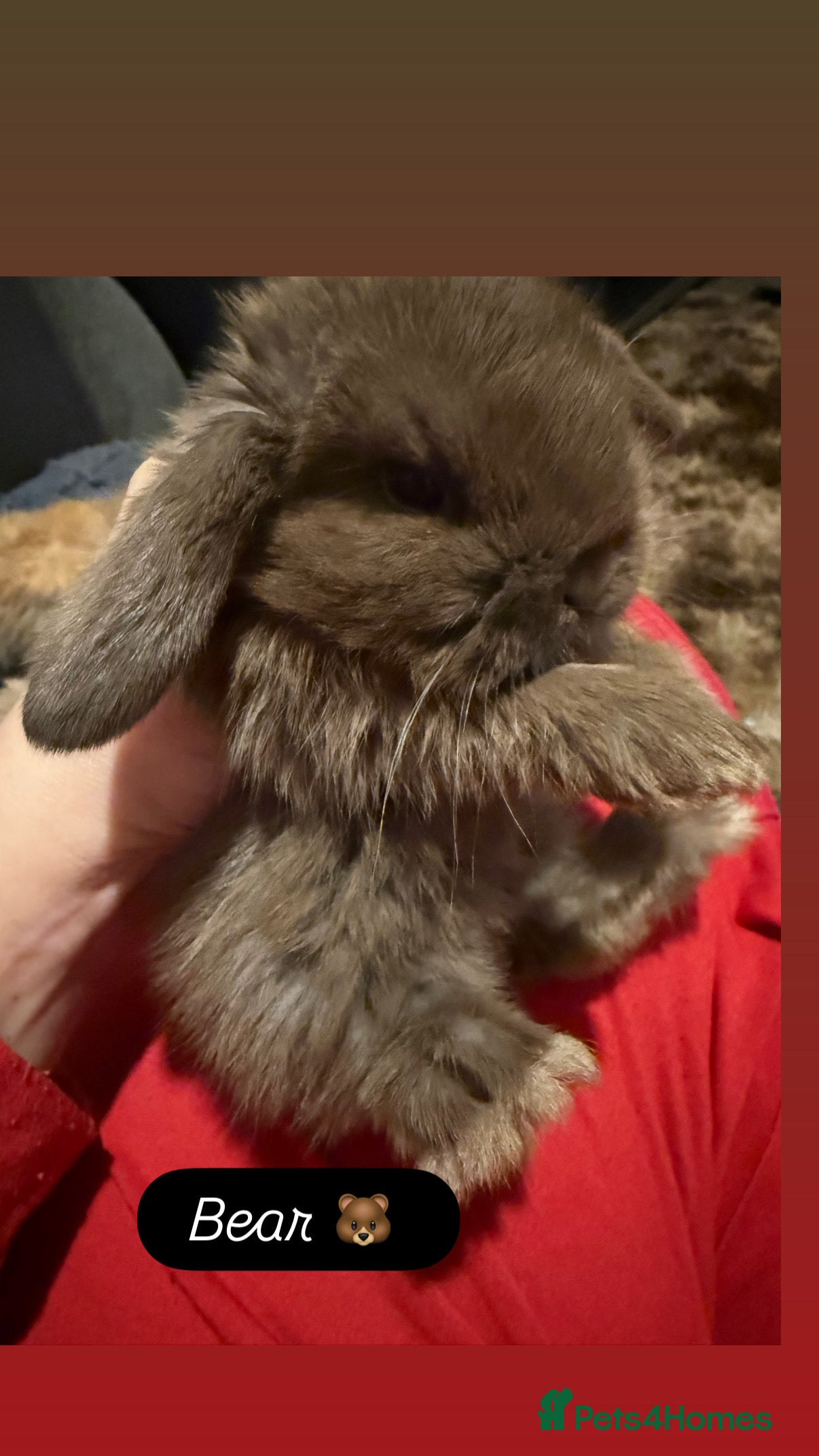 Mini Lop rabbits Gorgeous Mini Lops  - Advert 3