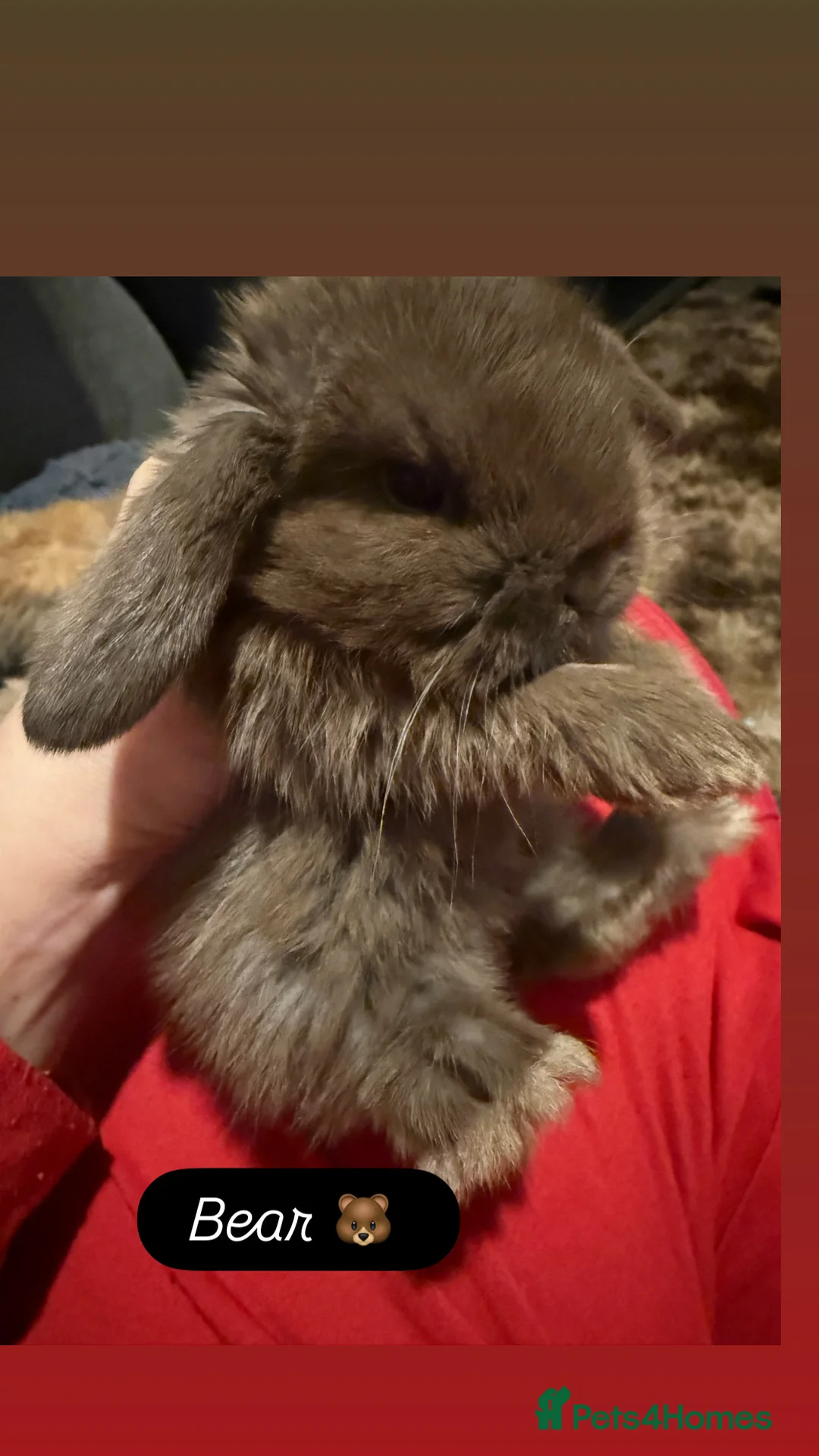 Mini Lop rabbits for sale: Gorgeous Mini Lops  - Advert 3