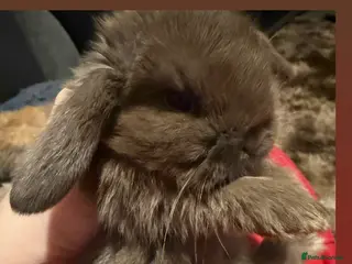 Mini Lop rabbits Gorgeous Mini Lops - Advert 3