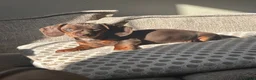 Miniature Dachshund dogs for sale: 9 month old chocolate and tan miniature Dachsund in Southport - Advert 6