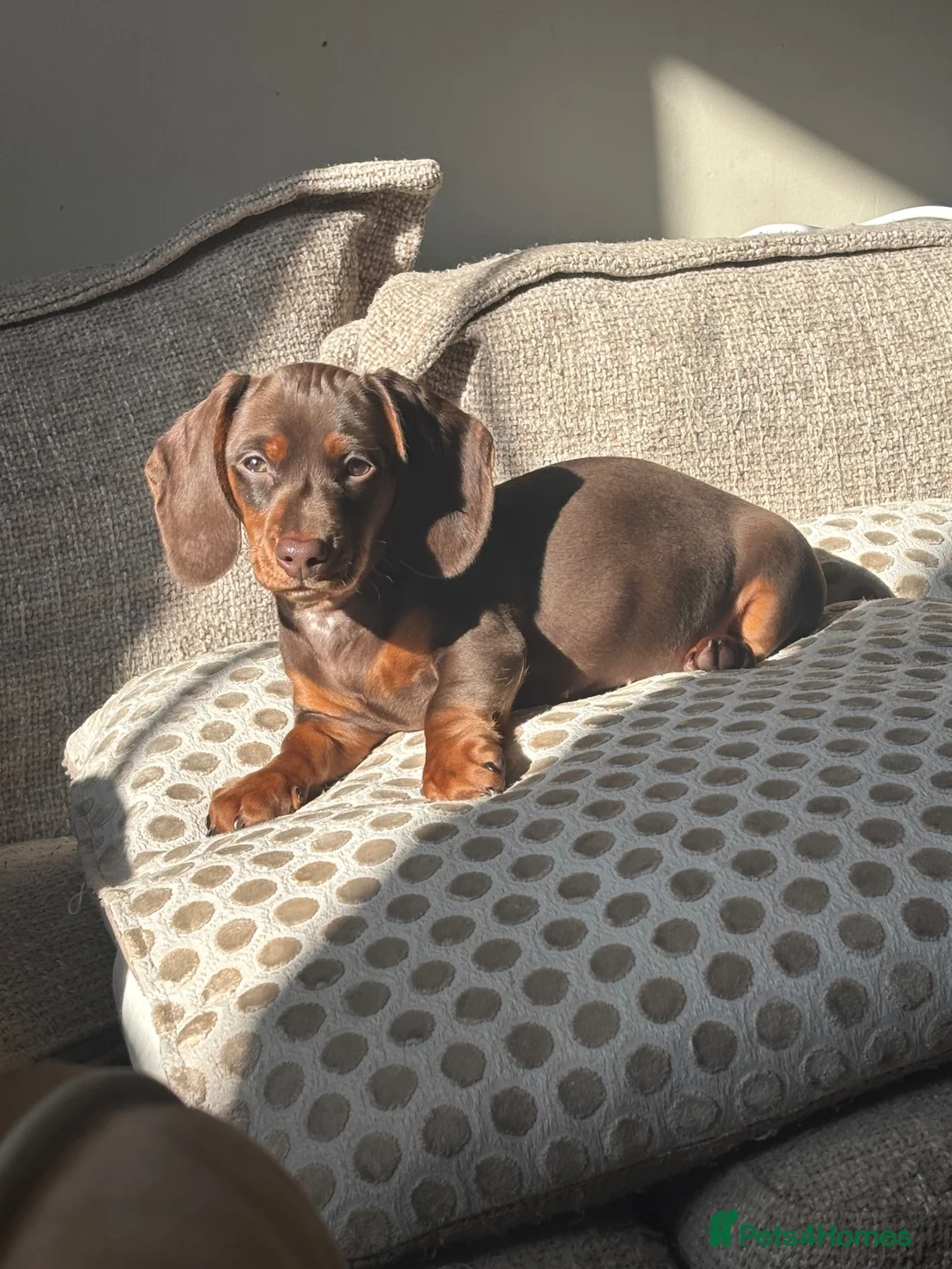 Miniature Dachshund dogs for sale: 9 month old chocolate and tan miniature Dachsund in Southport - Advert 6