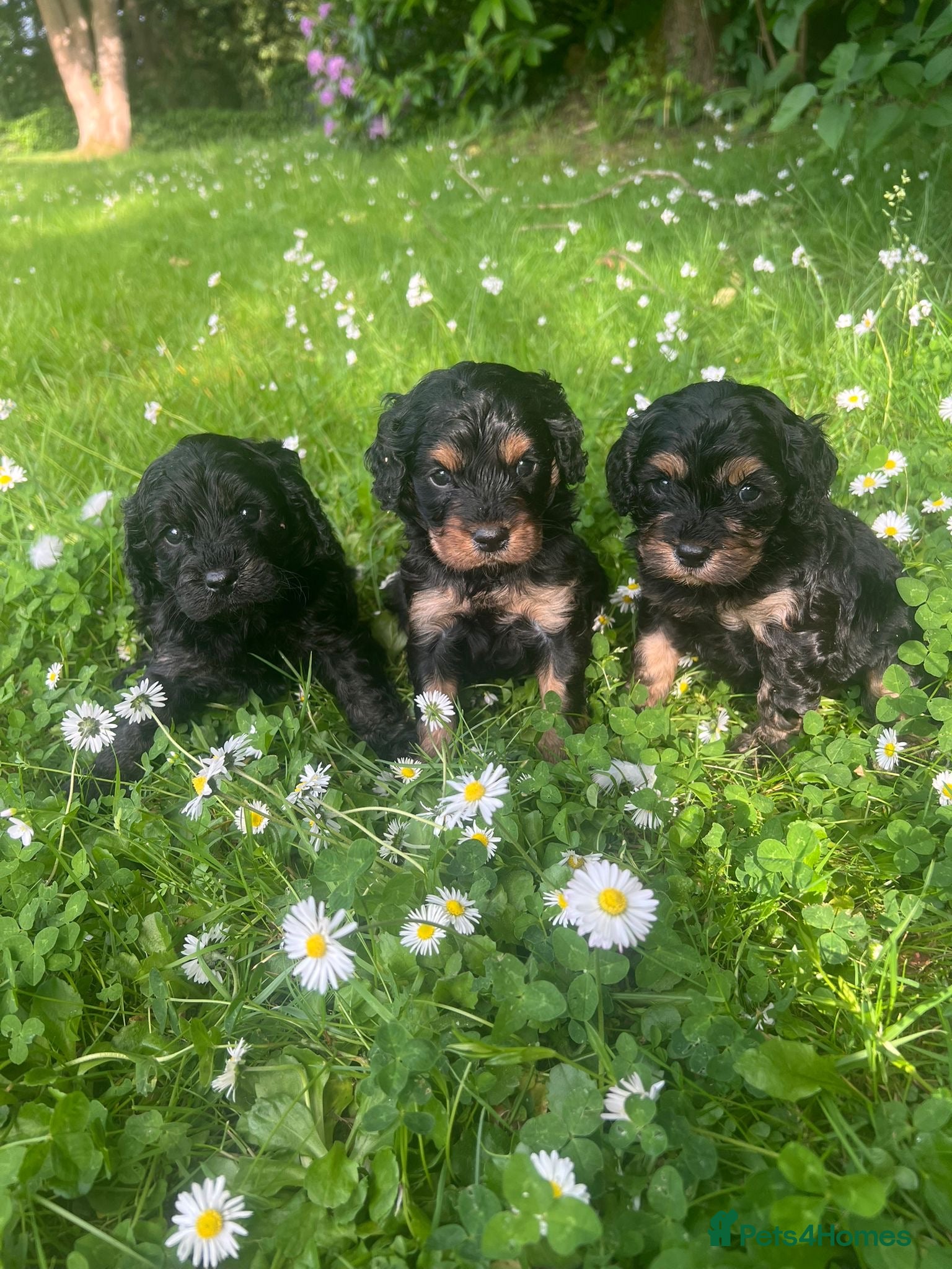 Cavapoo dogs Adorable Cavapoo puppies - Advert 9