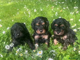 Cavapoo dogs Adorable Cavapoo puppies - Advert 1