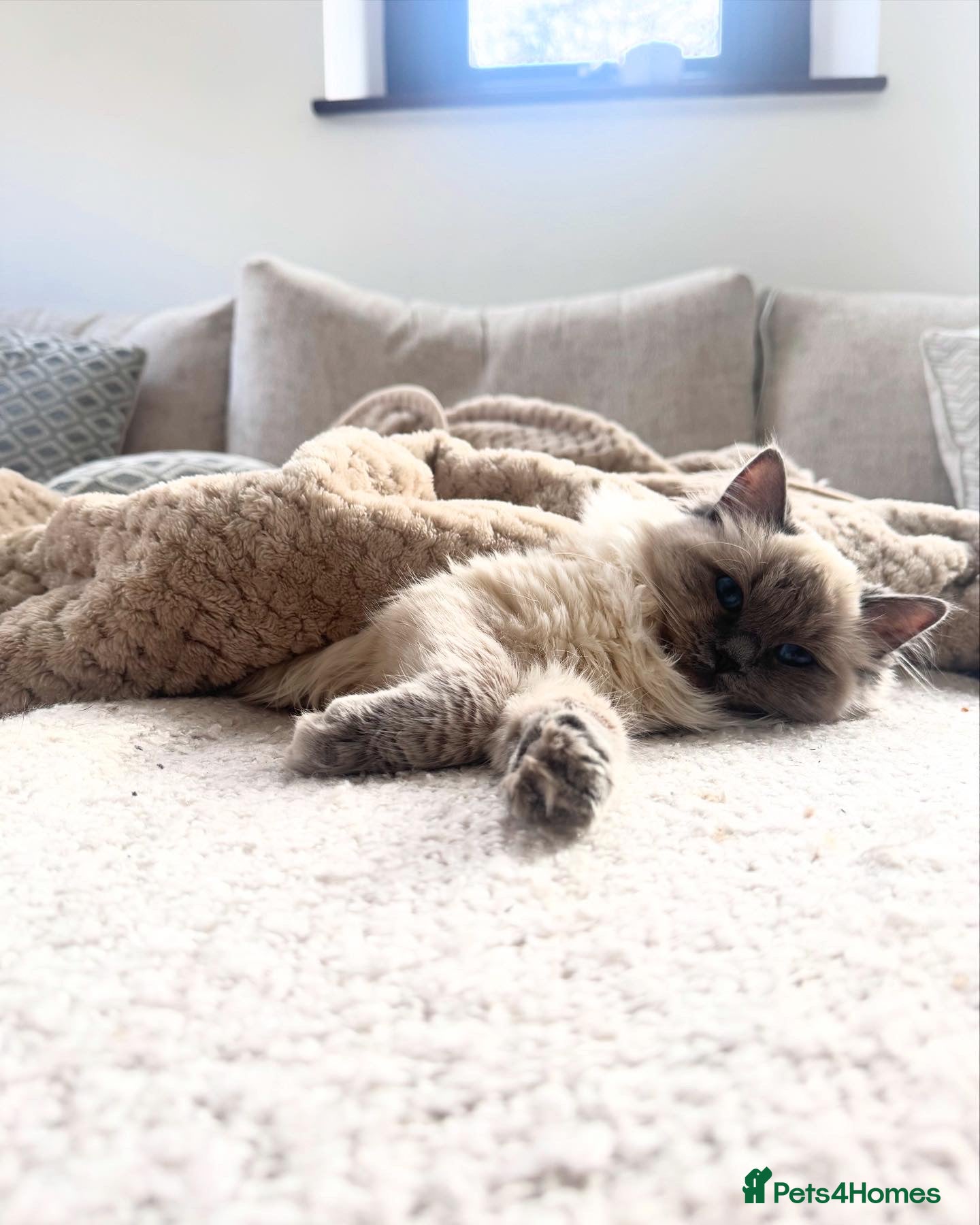 Ragdoll cats 5 pedigree ragdoll kittens, 3 available, 2 sold  - Advert 18