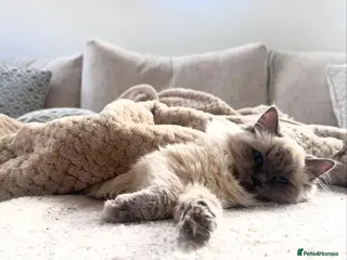 Ragdoll cats 5 pedigree ragdoll kittens, 3 available, 2 sold - Advert 18