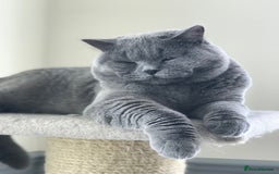 British Shorthair cats for sale: 3 months old Blue BHS kitten - Advert 6