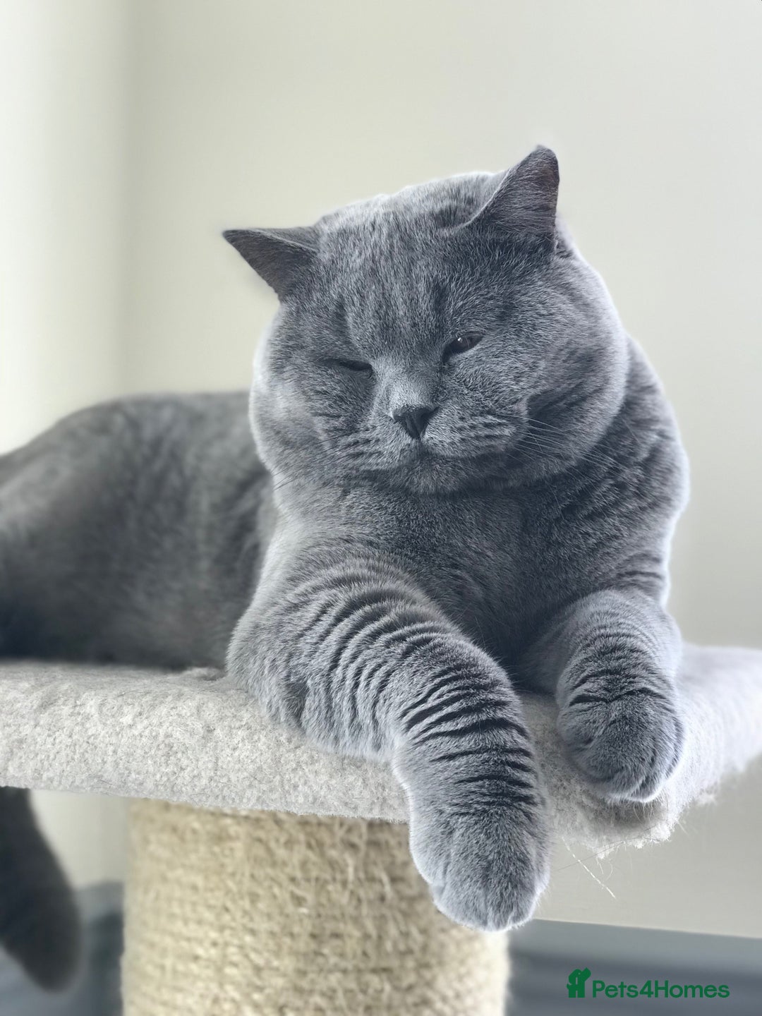 British Shorthair cats for sale: 3 months old Blue BHS kitten - Advert 6