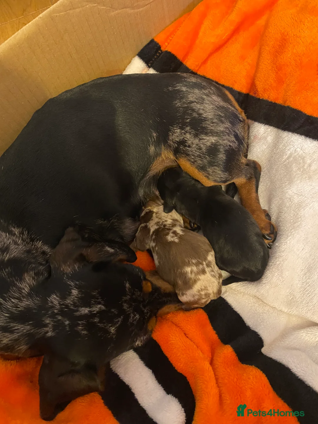 Miniature Dachshund dogs for stud: Proven KC Reg, PRA clear, Miniature Dachshund  in Hinckley - Advert 13