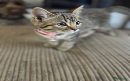 Bengal cats for sale: **1 Female remaining** Bengal cross kittens  in Petworth - Image 20