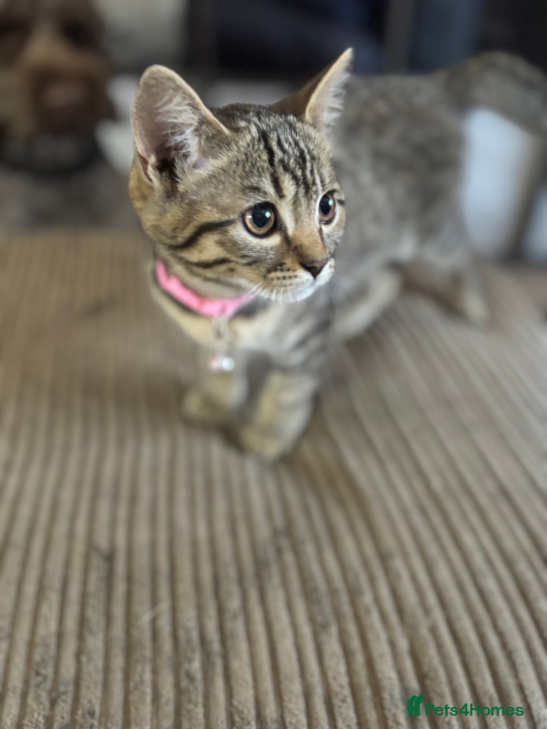 Bengal cats for sale: **1 Female remaining** Bengal cross kittens  in Petworth - Image 20