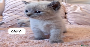 Ragdoll cats - Advert 10