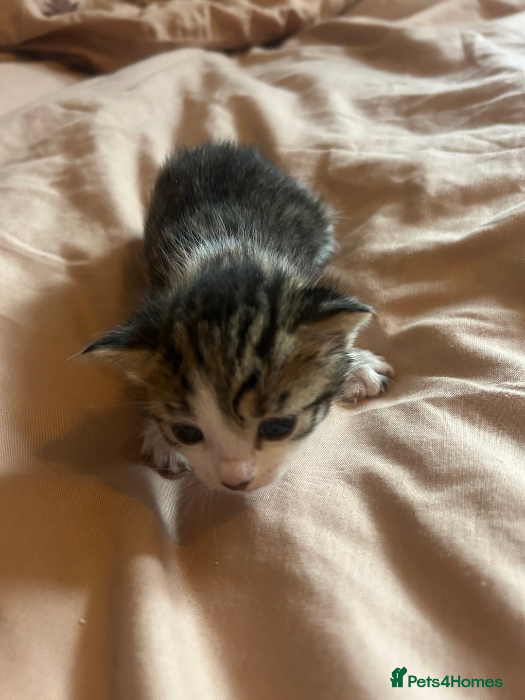 Mixed Breed cats for sale: Kittens for sale  - Image 8